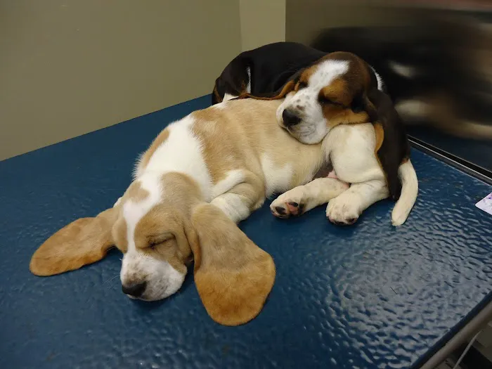 Stone Creek Veterinary Clinic 10
