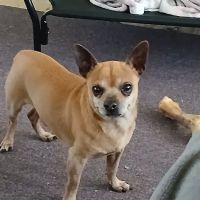 Carmi Veterinary Clinic ico