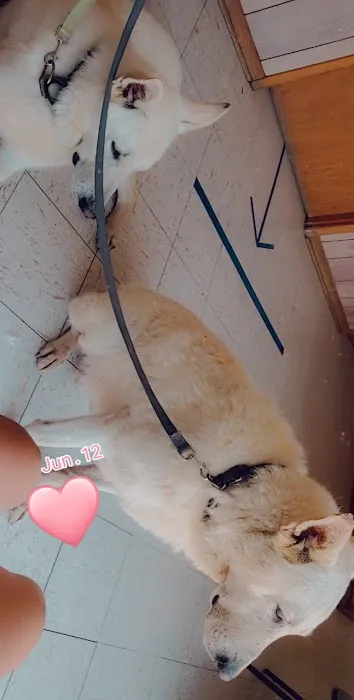 Albion Veterinary Clinic 10
