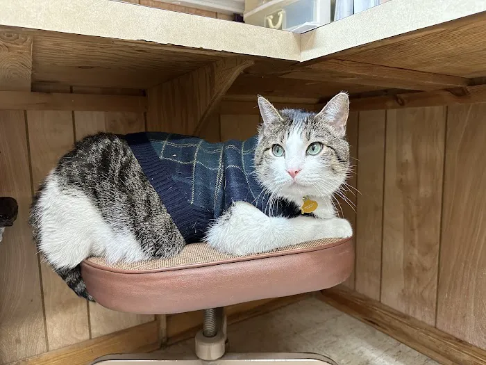 Albion Veterinary Clinic 2