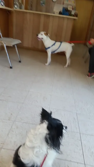 Albion Veterinary Clinic 1