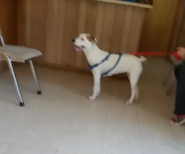 Albion Veterinary Clinic