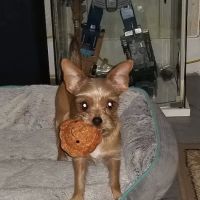 Countryside Veterinary Clinic ico