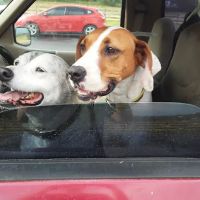Tri County Animal Clinic ico