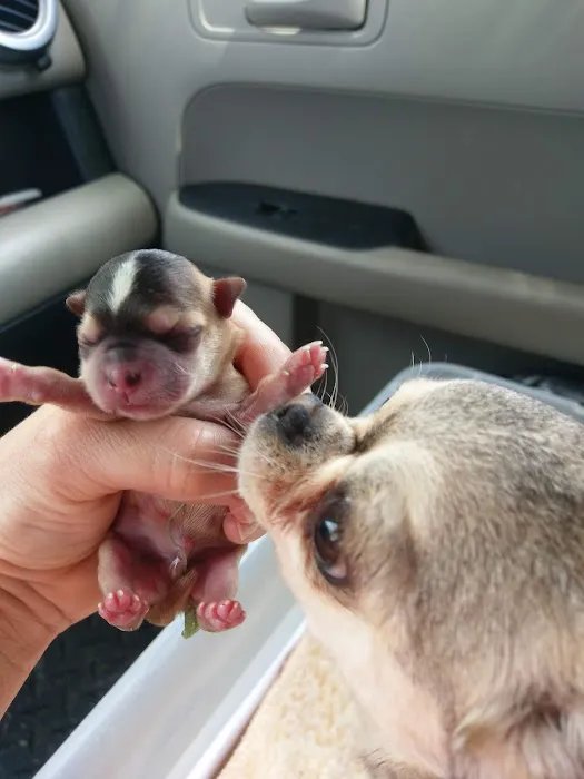 Hooks Pet Clinic 9