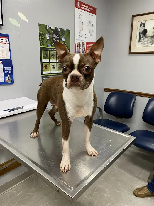 Northwest Tennessee Veterinary Services 1