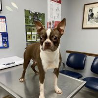 Northwest Tennessee Veterinary Services ico