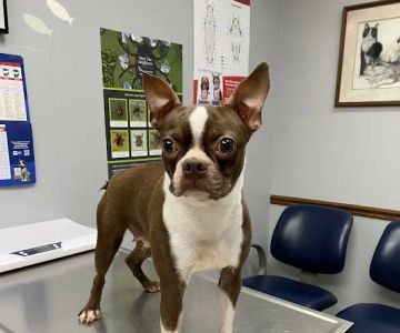 Northwest Tennessee Veterinary Services