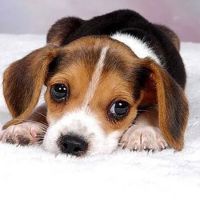 Reelfoot Animal Hospital ico