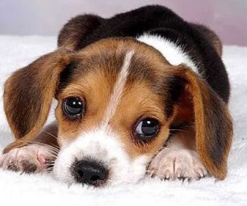 Reelfoot Animal Hospital