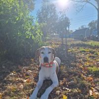 Haywood Animal Hospital ico