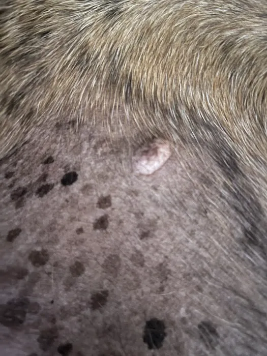 Haywood Animal Hospital 4