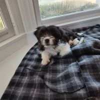 PetVet Vaccination Clinic ico