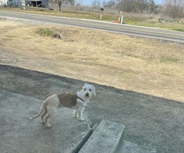 AusTexVet - Mobile Veterinary Services