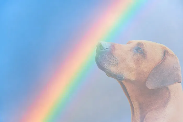 gooddoggohome 4