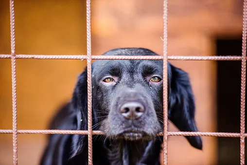 gooddoggohome 5