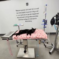 Lonestar Veterinary Services ico