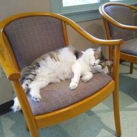 Rockfish Valley Veterinary Clinic ico