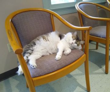 Rockfish Valley Veterinary Clinic