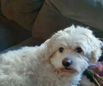 Oregon Veterinary Referral Associates