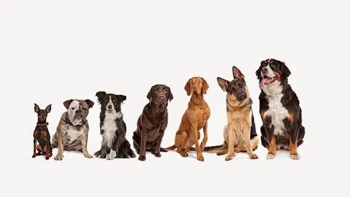 Mission Veterinary Clinic and Animal Emergency Hospital 2