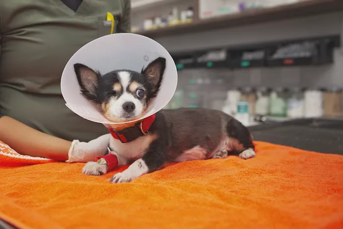 Mission Veterinary Clinic and Animal Emergency Hospital 7