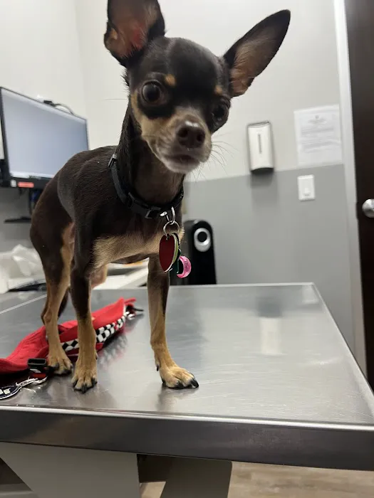 Mission Veterinary Clinic and Animal Emergency Hospital 10