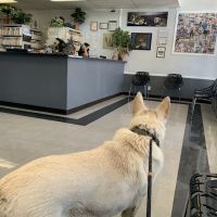 North Valley Veterinary Clinic ico