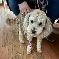 Balboa Veterinary Medical Center ico