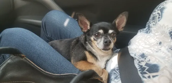 Balboa Veterinary Medical Center 5