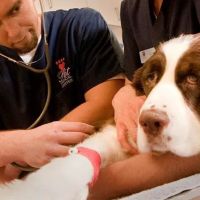 VCA Chatoak Animal Hospital ico