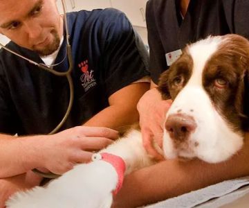 VCA Chatoak Animal Hospital