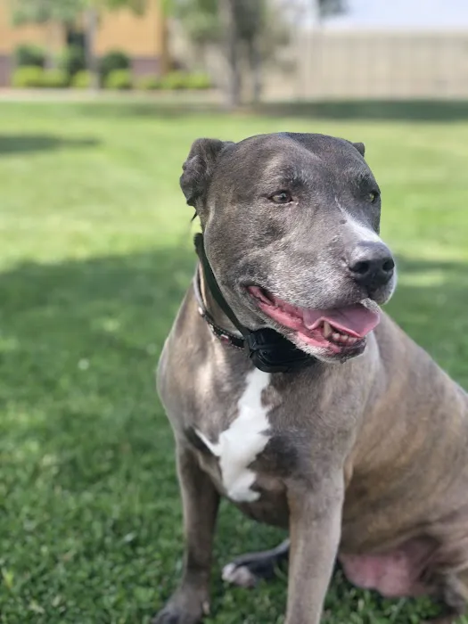 VCA Chatoak Animal Hospital 10