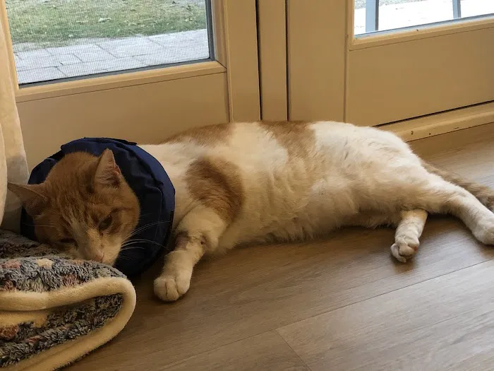 VCA Chatoak Animal Hospital 8