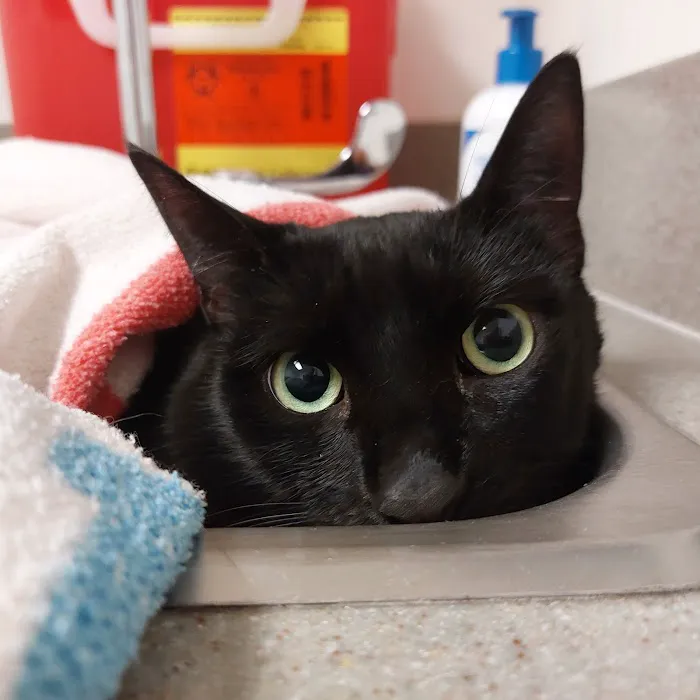 VCA Chatoak Animal Hospital 9