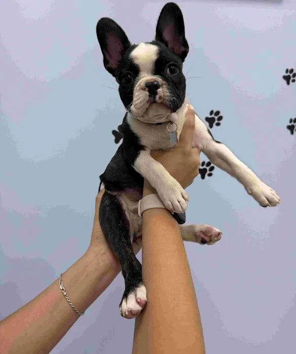Brighter Veterinary Center 5