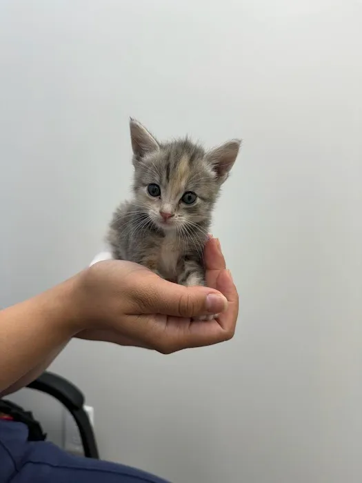 Brighter Veterinary Center 6