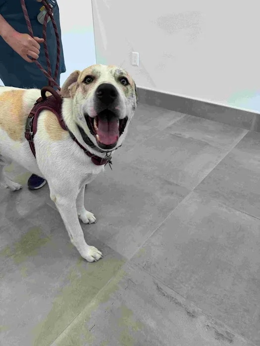 Brighter Veterinary Center 10