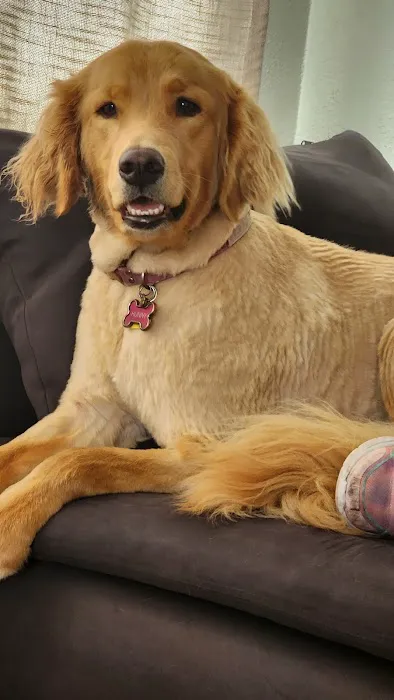 Holistika Veterinary 3