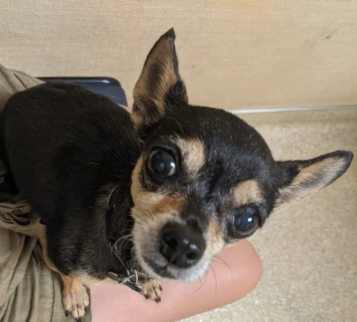 Rosemont Veterinary Hospital 9