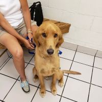 Hillcrest Pet Hospital ico