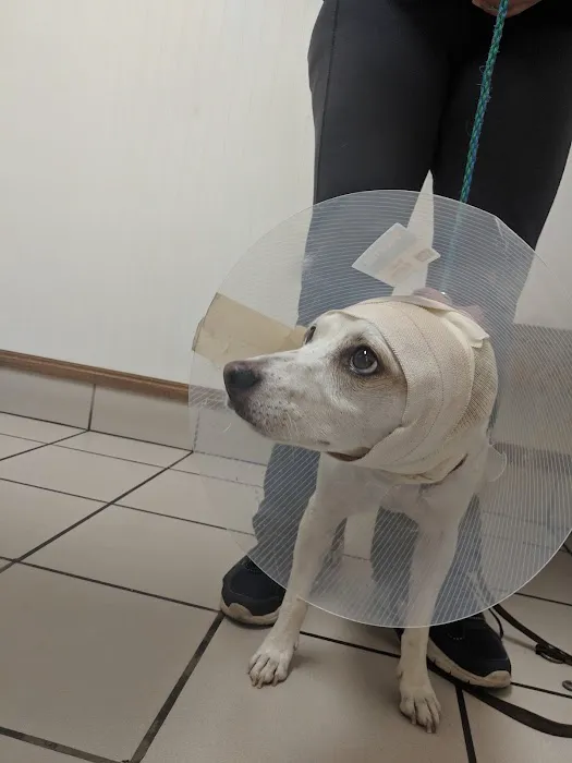 Hillcrest Pet Hospital 8