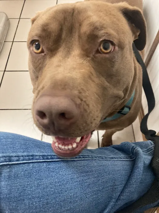 Hillcrest Pet Hospital 10