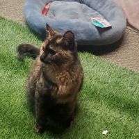 Montrose Pet Hospital ico