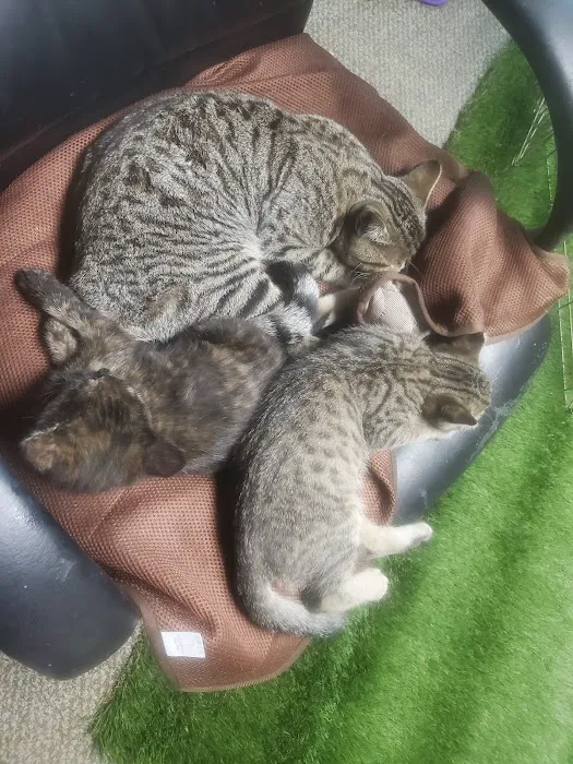 Montrose Pet Hospital 7