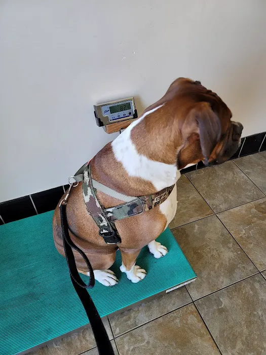 Montrose Pet Hospital 9