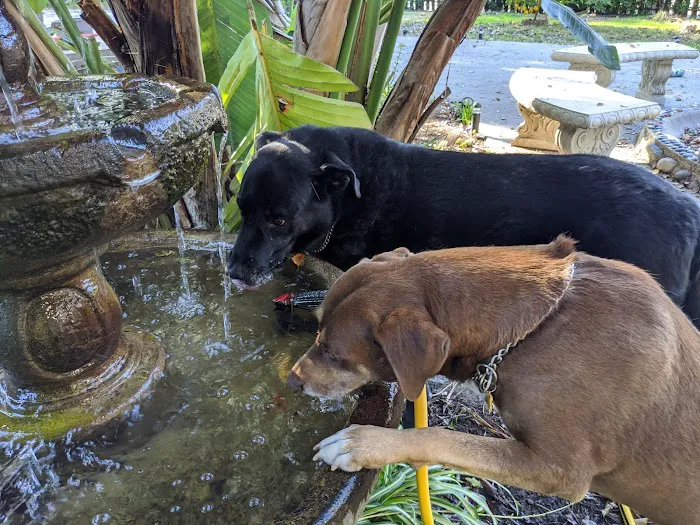 La Cañada Pet Clinic 10
