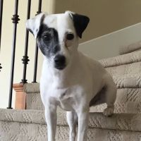 Northridge Pet Hospital ico