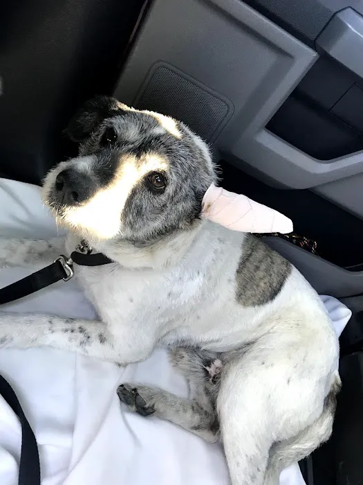 Northridge Pet Hospital 7