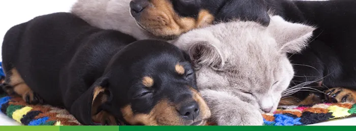 Northridge Pet Hospital 9